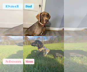 Father of the Great Dane puppies born on 01/25/2026