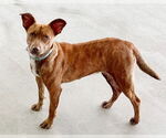 Small #1 Mutt