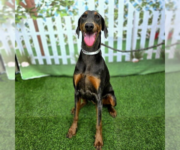 Medium Photo #1 Doberman Pinscher Puppy For Sale in Long Beach, CA, USA