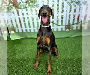 Doberman Pinscher Dogs for adoption in Long Beach, CA, USA