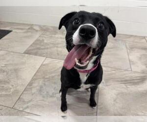 Labrador Retriever-Unknown Mix Dogs for adoption in Canfield, OH, USA