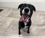 Small Labrador Retriever Mix
