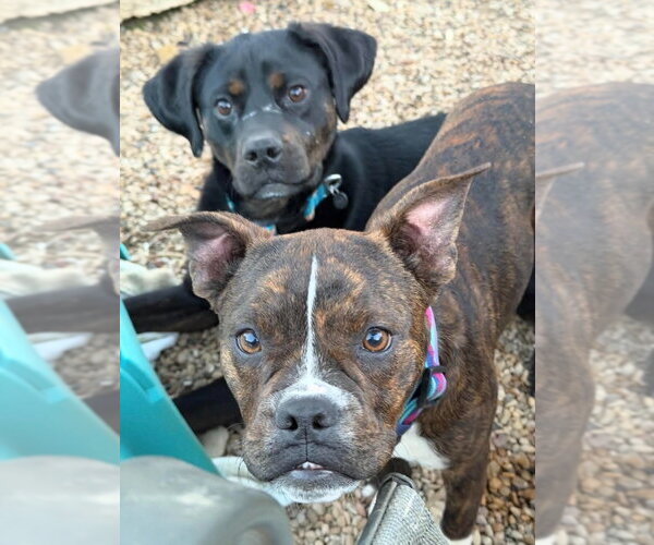 Medium Photo #4 Mutt Puppy For Sale in Canton, CT, USA