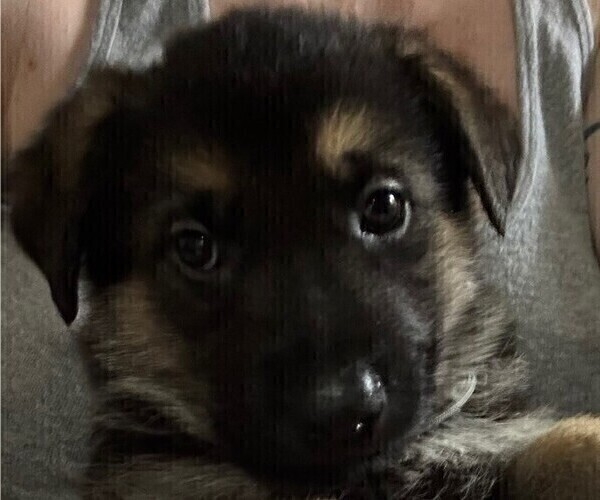 Medium Photo #6 German Shepherd Dog Puppy For Sale in SACRAMENTO, CA, USA