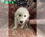 Puppy Puppy 2 Anatolian Shepherd-Great Pyrenees Mix