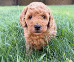 Puppy Teddy Goldendoodle (Miniature)