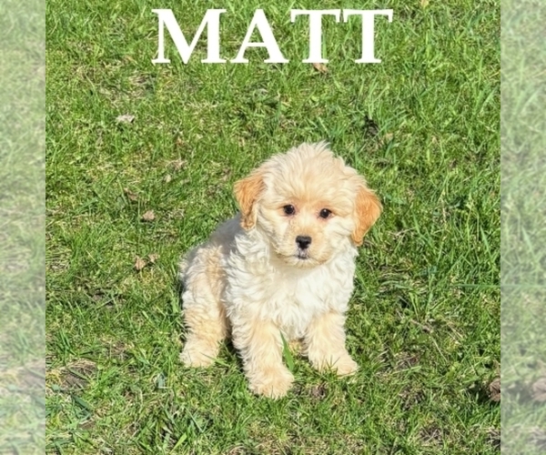Medium Photo #1 Shih-Poo Puppy For Sale in HARTLAND, MN, USA
