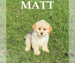 Shih-Poo Puppy for sale in HARTLAND, MN, USA