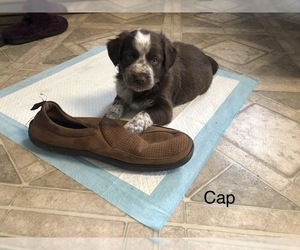 Border Collie-German Shorthaired Pointer Mix Puppy for sale in MITCHELL, OR, USA