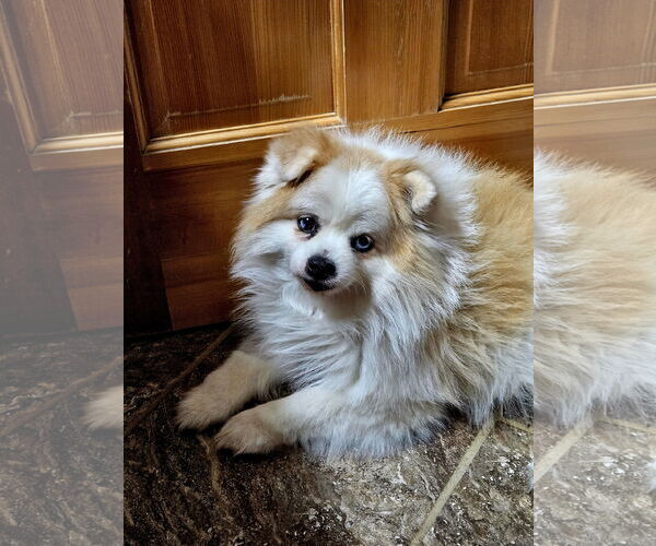 Medium Photo #6 Pomeranian-Unknown Mix Puppy For Sale in Farmington, MN, USA