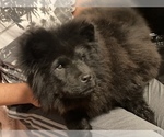 Small Photo #1 Chow Chow Puppy For Sale in BAKERSFIELD, CA, USA