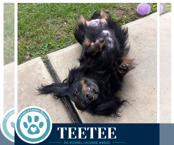 Medium Photo #2 Dachshund-Unknown Mix Puppy For Sale in Kimberton, PA, USA