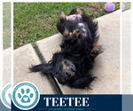 Small #1 Dachshund Mix