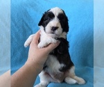 Small #3 Aussiedoodle