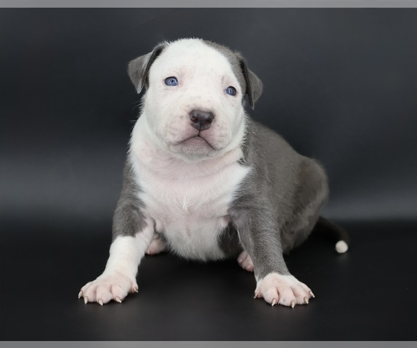 Medium Photo #1 American Bully Puppy For Sale in CHAMPAIGN, IL, USA