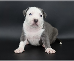 American Bully Puppy for sale in CHAMPAIGN, IL, USA