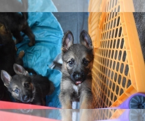 Medium Photo #13 German Shepherd Dog Puppy For Sale in ANNA, TX, USA