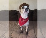 Small #18 Mutt