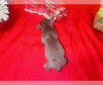 Small #3 American Pit Bull Terrier
