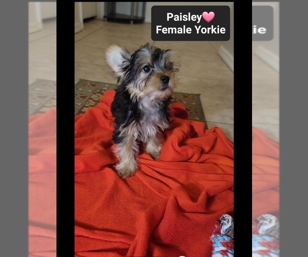 Medium Photo #2 Yorkshire Terrier Puppy For Sale in TUCSON, AZ, USA