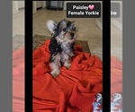 Small #1 Yorkshire Terrier