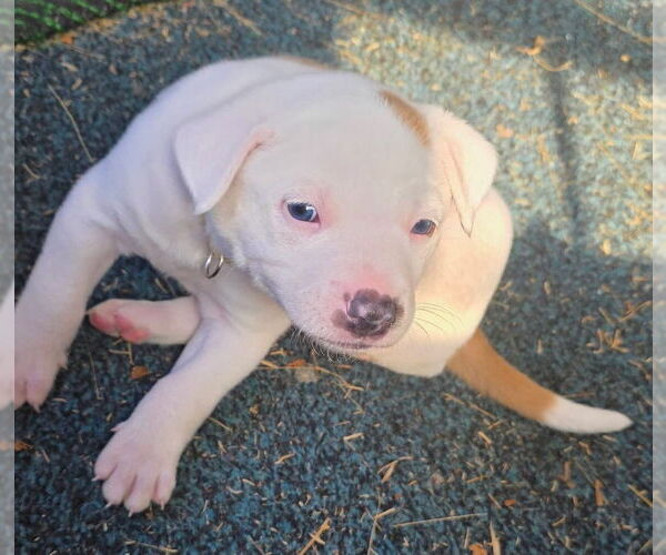 Medium Photo #4 Australian Shepherd-Unknown Mix Puppy For Sale in OKLAHOMA CITY, OK, USA