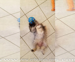 Small Photo #40 Keeshond Puppy For Sale in FAYETTEVILLE, TN, USA
