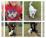 Small Photo #39 Great Pyrenees Puppy For Sale in MYAKKA CITY, FL, USA