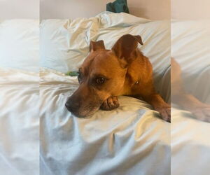 Jack - Male Jack Russell Terrier-Unknown Mix Dog for Adoption - Photo #12