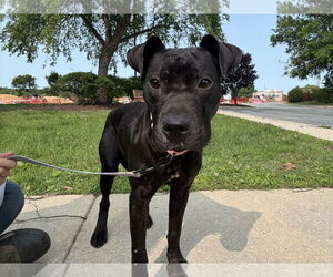 American Pit Bull Terrier-Unknown Mix Dogs for adoption in Millersville, MD, USA