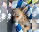 Small #5 Chihuahua Mix