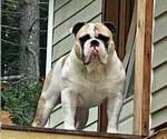 Small Photo #1 Olde English Bulldogge Puppy For Sale in STERLING, CT, USA
