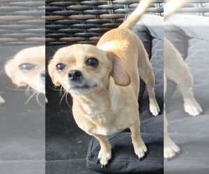 Chihuahua Dogs for adoption in Carrollton, TX, USA
