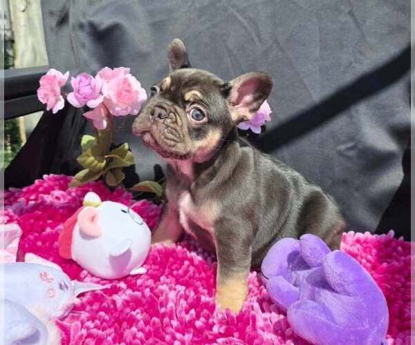 Medium Photo #2 French Bulldog Puppy For Sale in BOSTON, KY, USA