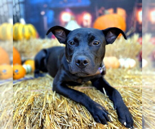 Medium Photo #1 Mutt Puppy For Sale in Long Beach, CA, USA