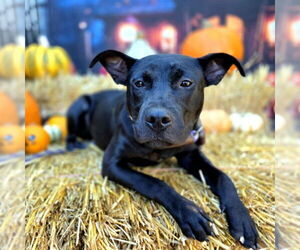 Mutt Dogs for adoption in Long Beach, CA, USA