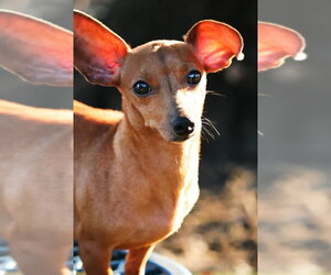 Dachshund-Unknown Mix Dogs for adoption in Mount Pleasant, SC, USA