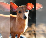 Small Dachshund Mix