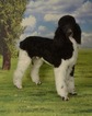 Small Photo #1 Labradoodle-Poodle (Standard) Mix Puppy For Sale in SAINT CLOUD, MN, USA