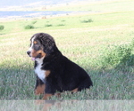 Small Photo #1 Bernese Mountain Dog Puppy For Sale in WESTCLIFFE, CO, USA