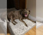 Small #1 Labrador Retriever Mix