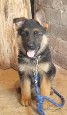 German Shepherd Dog Puppy for sale in CRYSTAL LAKE, IL, USA