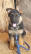 Small Photo #1 German Shepherd Dog Puppy For Sale in CRYSTAL LAKE, IL, USA