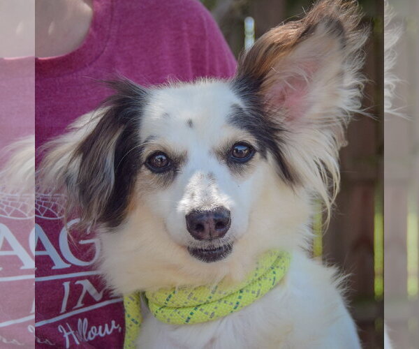 Medium Photo #7 Chion Puppy For Sale in Huntley, IL, USA