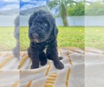 Small Photo #2 Sheepadoodle Puppy For Sale in NEPTUNE BEACH, FL, USA