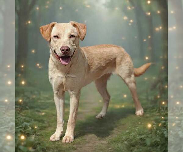 Medium Photo #4 Retriever -Unknown Mix Puppy For Sale in Talladega, AL, USA