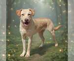 Small #3 Retriever  Mix