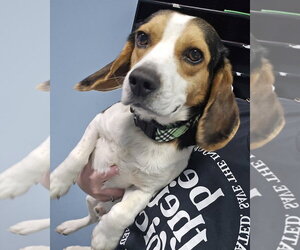 Beagle Dogs for adoption in Evansville, IN, USA