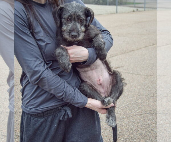 Medium Photo #3 Labrador Retriever-Unknown Mix Puppy For Sale in Huntley, IL, USA