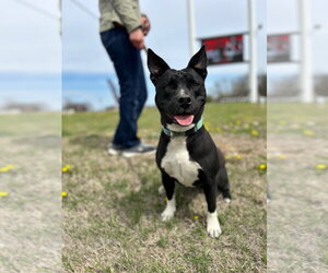 Marcy - Female Labrador Retriever-Unknown Mix Dog for Adoption - Photo #8